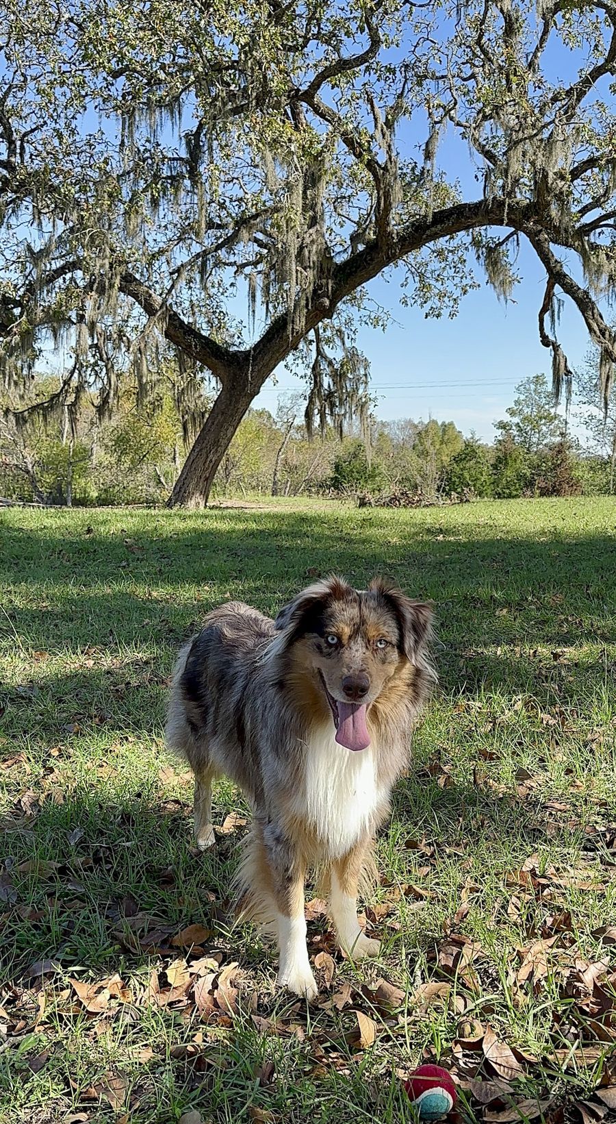 Reese, a red merle Mini Australian Shepherd, at Moss Hill, Texas