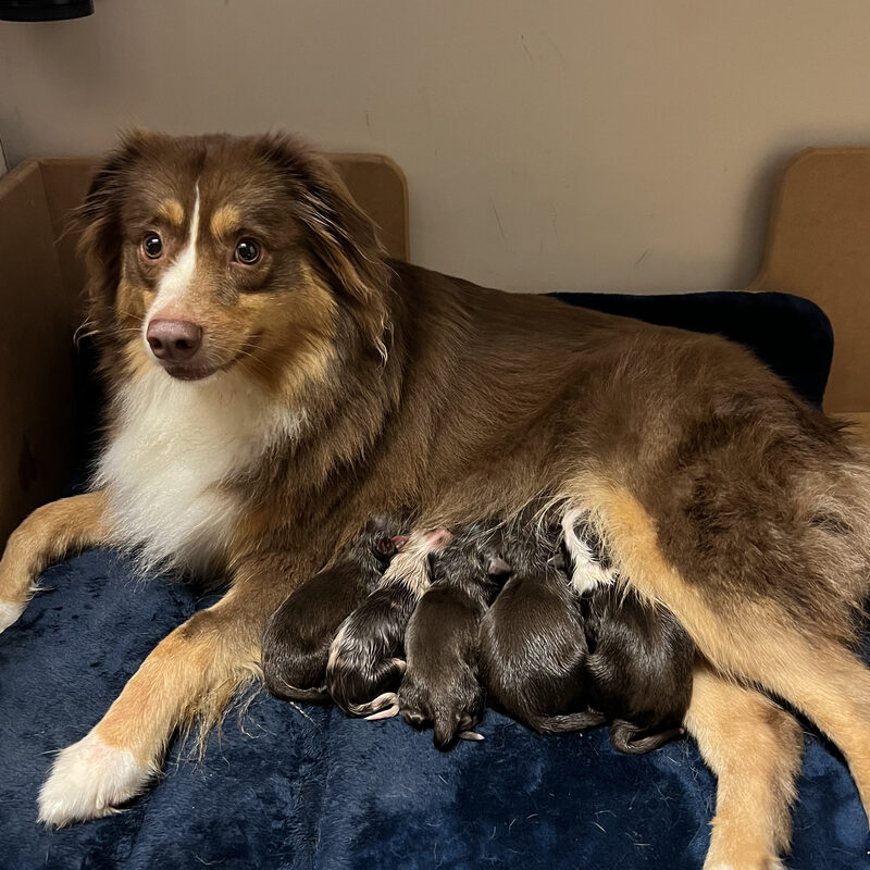 Mama Aussie with her newborn puppies