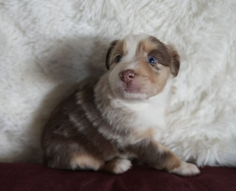 Rosie, a red merle Mini Australian Shepherd puppy