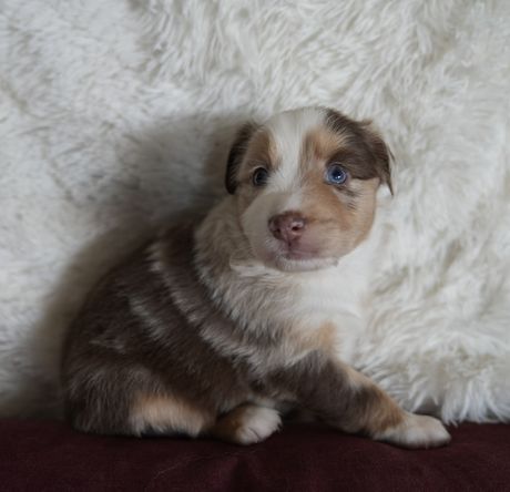 Rosie, red merle Mini Aussie puppy sitting