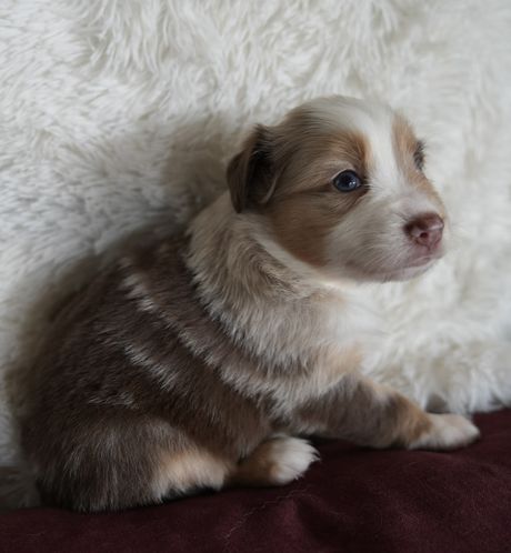 Rosie, red merle Mini Aussie puppy in profile