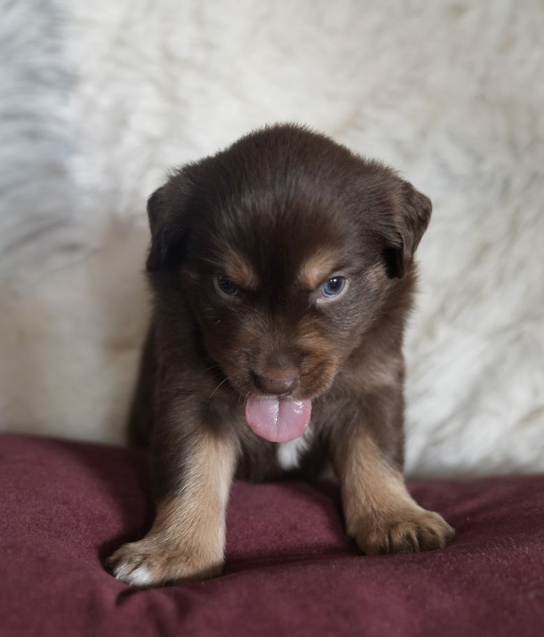 Taz, a red tri Mini Australian Shepherd puppy