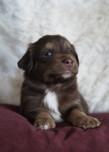 Taz, red tri Mini Aussie puppy sitting