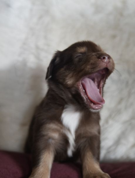 Taz, red tri Mini Aussie puppy mid-yawn