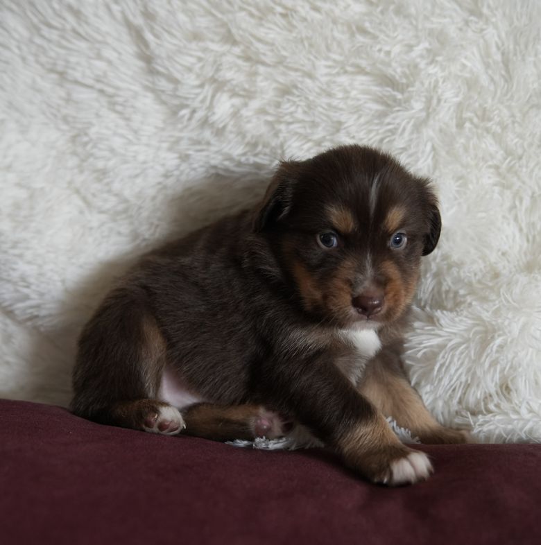 Sebastian, a red tri Mini Australian Shepherd puppy