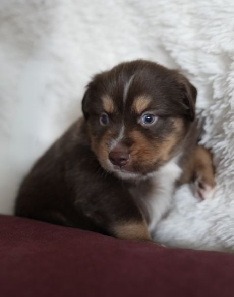 Sebastian, red tri Mini Aussie puppy facing camera