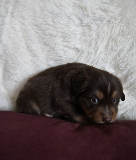 Sebastian, red tri Mini Aussie puppy resting