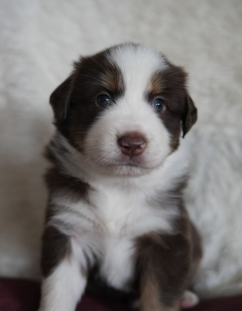 Luna, a red tri Mini Australian Shepherd puppy