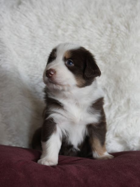 Luna, red tri Mini Aussie puppy sitting