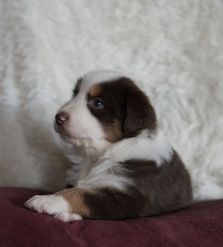 Luna, red tri Mini Aussie puppy in profile