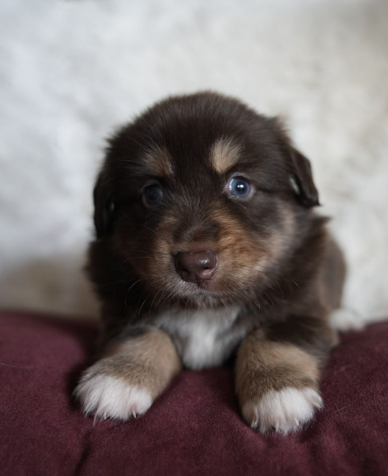 Willow, a red tri Mini Australian Shepherd puppy
