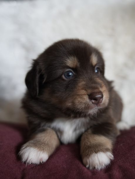 Willow, red tri Mini Aussie puppy facing camera