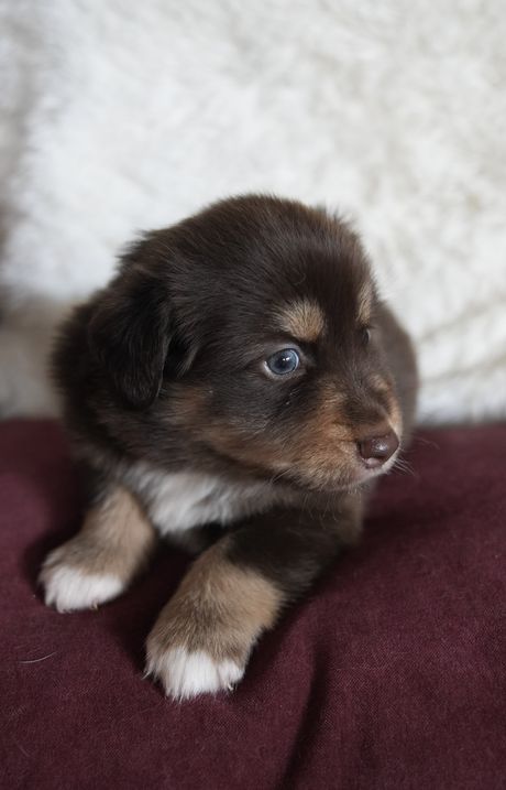 Willow, red tri Mini Aussie puppy sitting