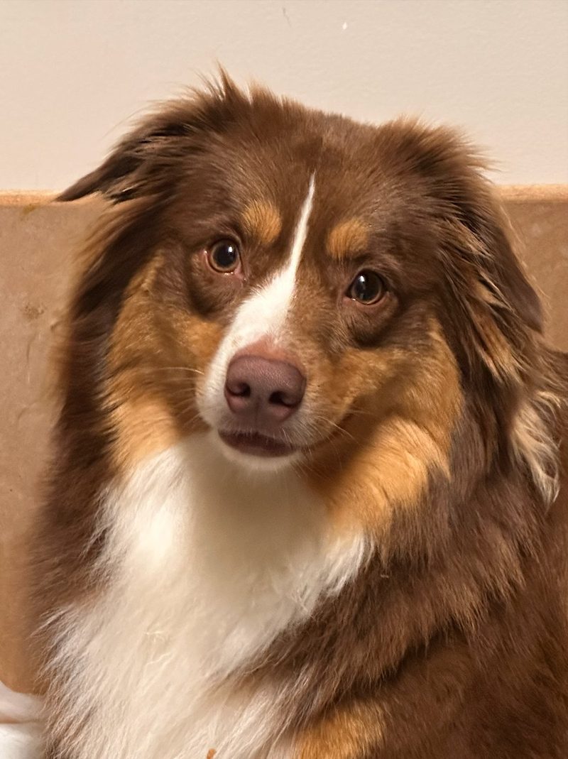 Roxy, the mother, a red tri Mini Australian Shepherd