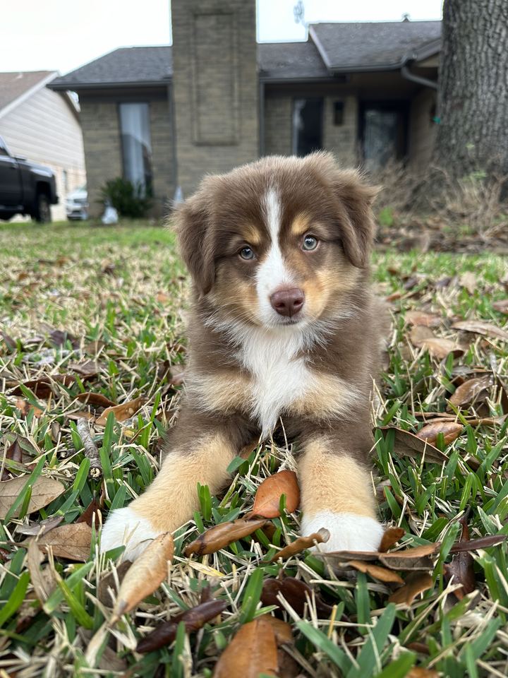 Roxy as a puppy