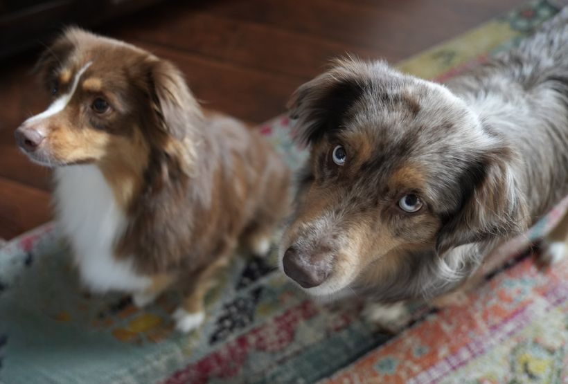 Reese and Roxy together