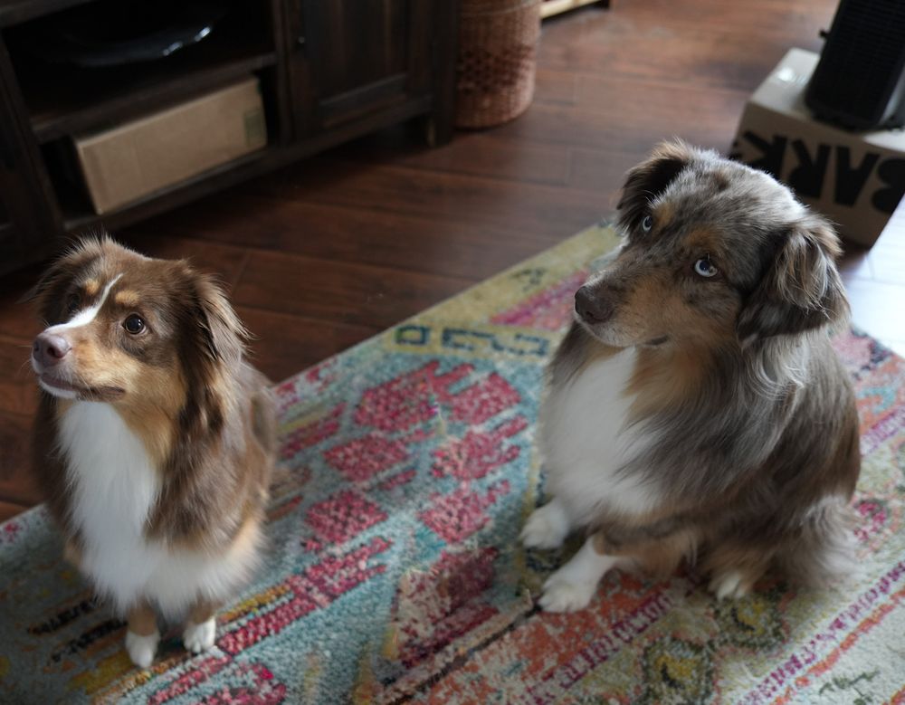 Reese and Roxy sitting together at home