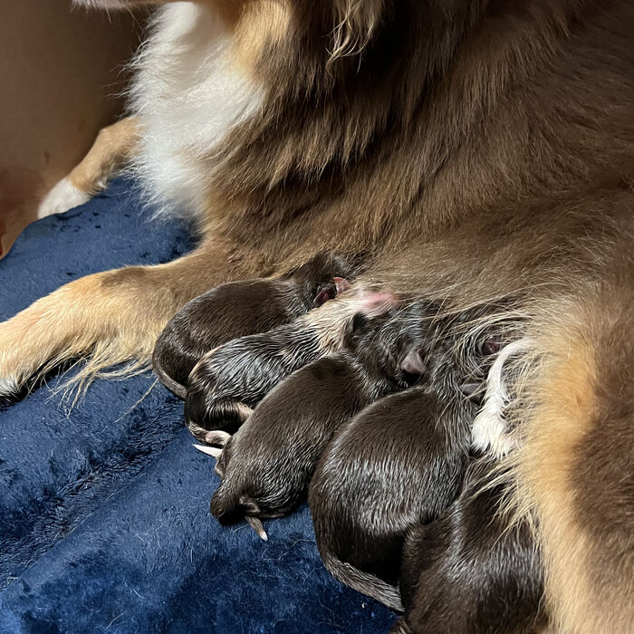 Newborn Moss Hill puppies nursing