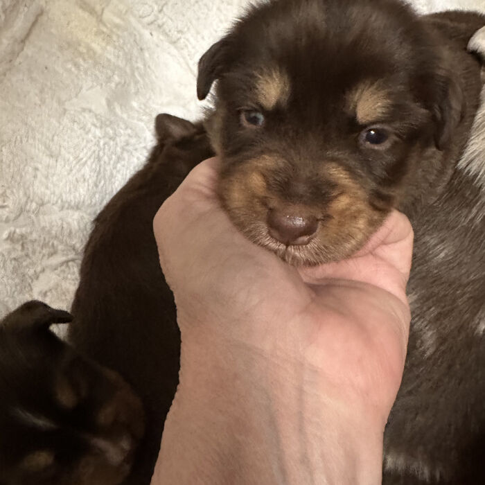 Tiny puppy with blue eyes being held