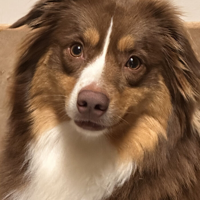 Red tri Mini Aussie portrait