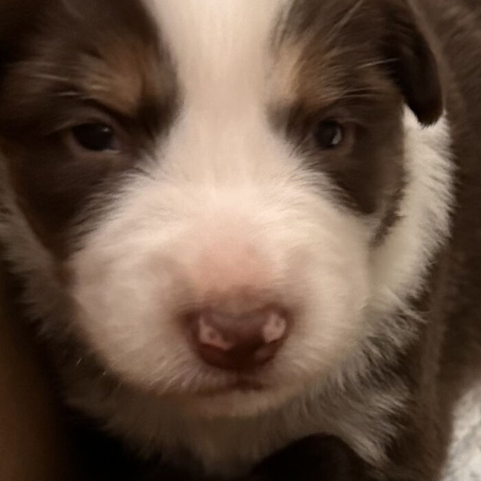 Fluffy puppy face
