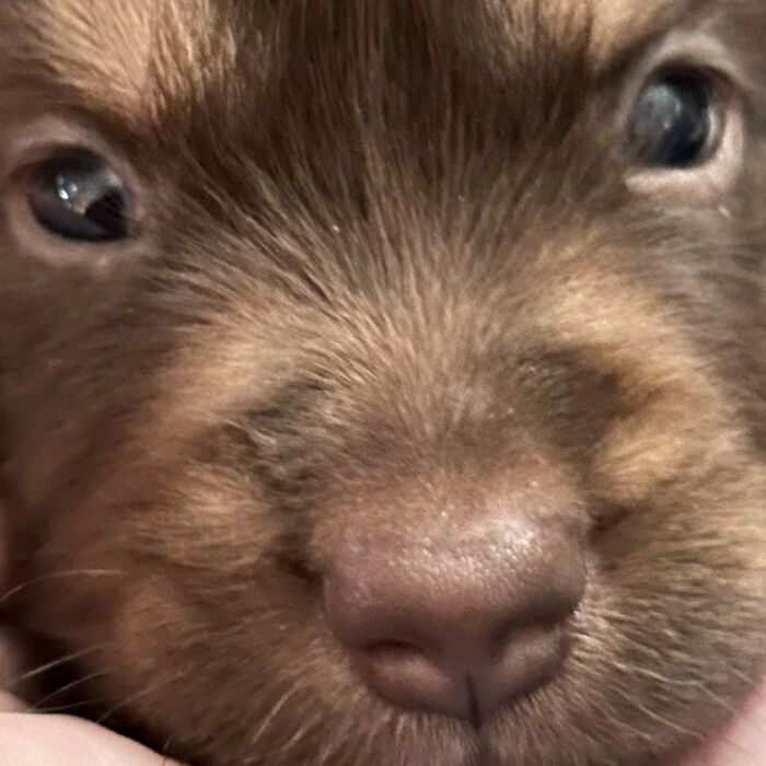 Newborn red puppy cradled in hand